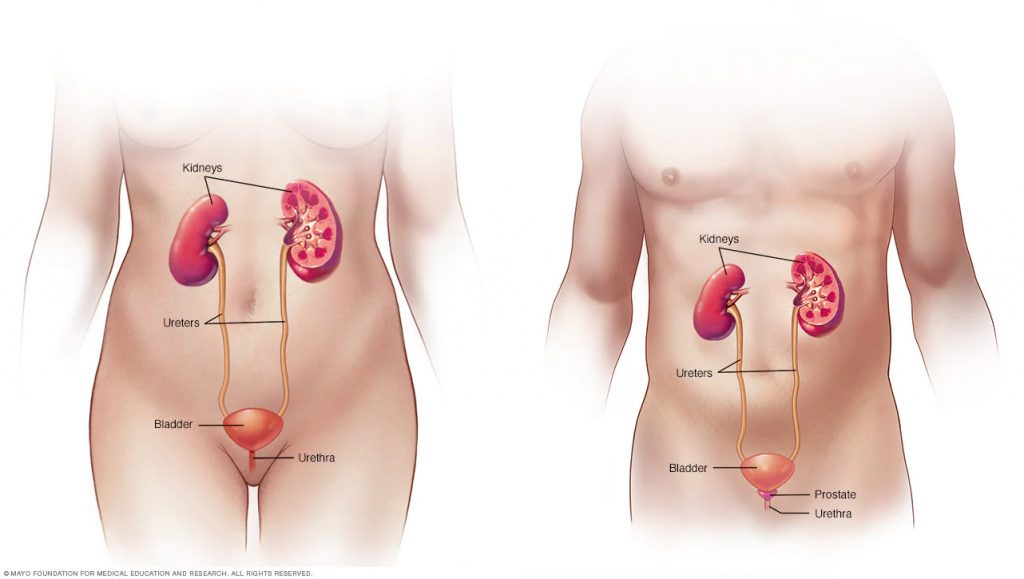 graphic showing the male and female urinary systems